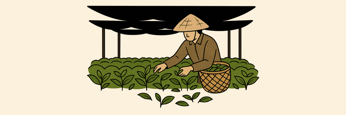 How Matcha Is Made: From Farm to Cup