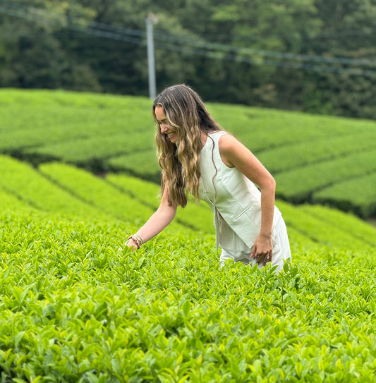 How Matcha Is Made: From Farm to Cup